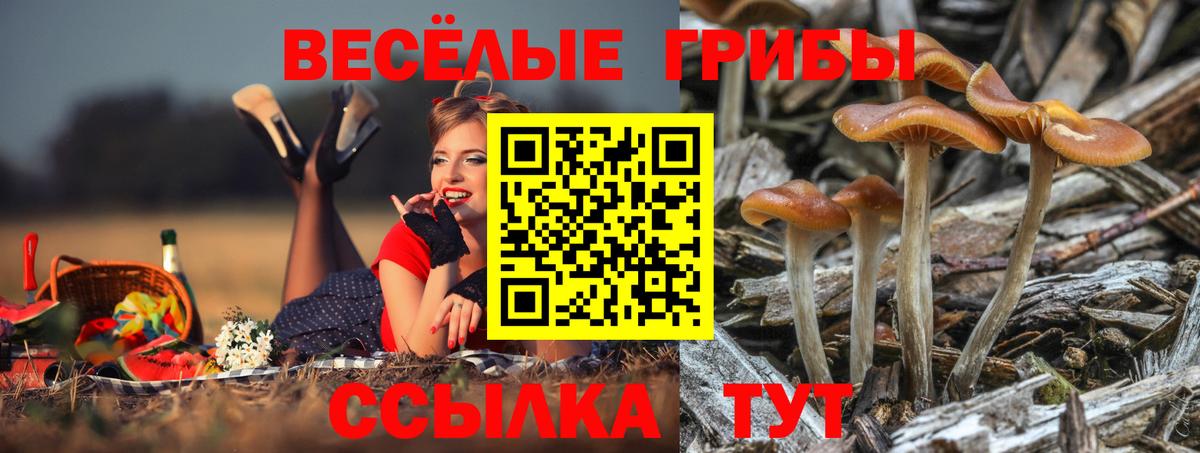Псилоцибиновые грибы GOLDEN TEACHER  Псилоцибиновые грибы GOLDEN TEACHER  Мурманск  Вход с VPN 